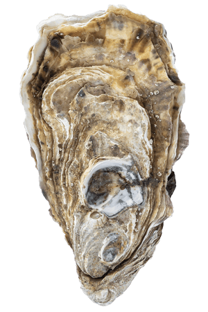 deddy-s-coquillages-gard-huitre-vivier-carteau-camargue-coquillages-huitre-1
