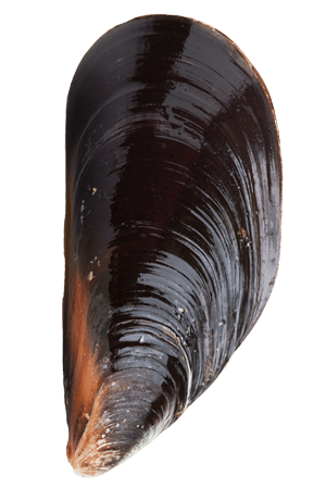 deddy-s-coquillages-gard-huitre-vivier-carteau-camargue-coquillages-moule-1